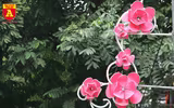 Đẹp mê mẩn với các mẫu đèn trang trí trên đường phố Hà Nội